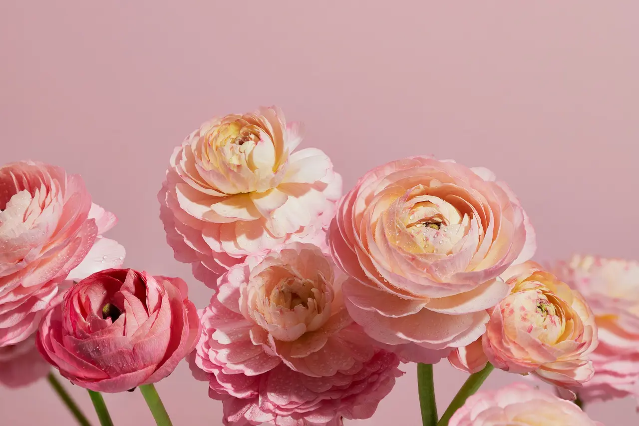 淡いピンクの壁の前に、桃色から杏色までの花びらが何層にも重なるラナンキュラスを束ねたブーケ。右の濃い赤のつぼみがアクセント