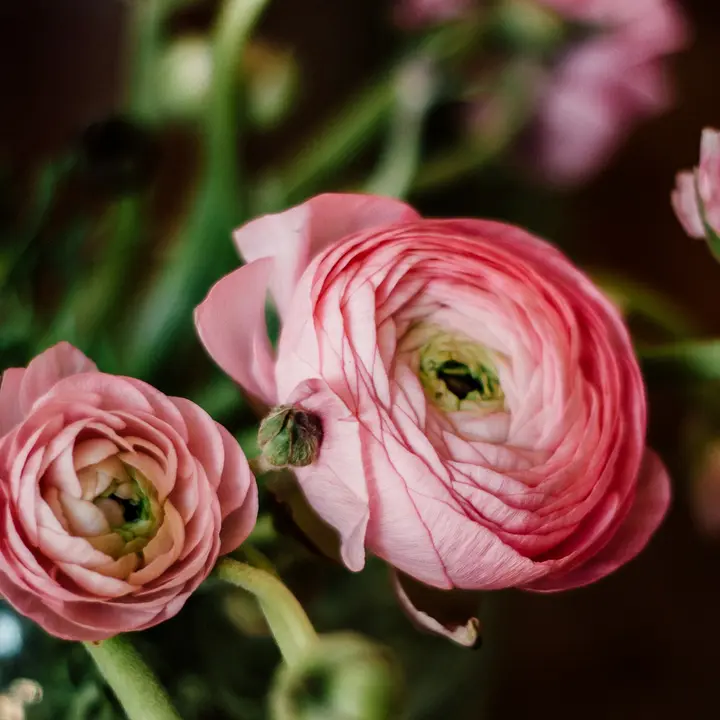 暗い背景の中で、ピンクのラナンキュラスの花びらの筋まではっきり見える写真