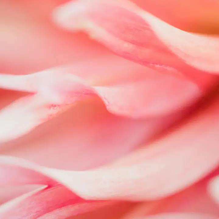 ピンクの花びらを画面いっぱいに撮った接写。縁だけ少し濃い色で、やわらかくぼけている